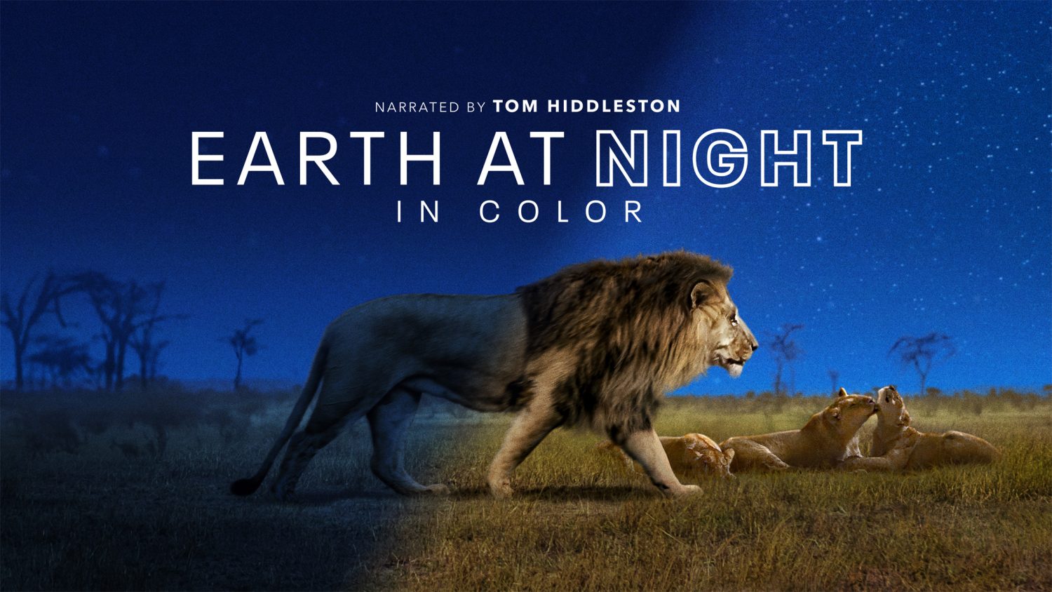 Earth At Night In Color Apple TV Plus Earth At Night In Color Apple TV Plus