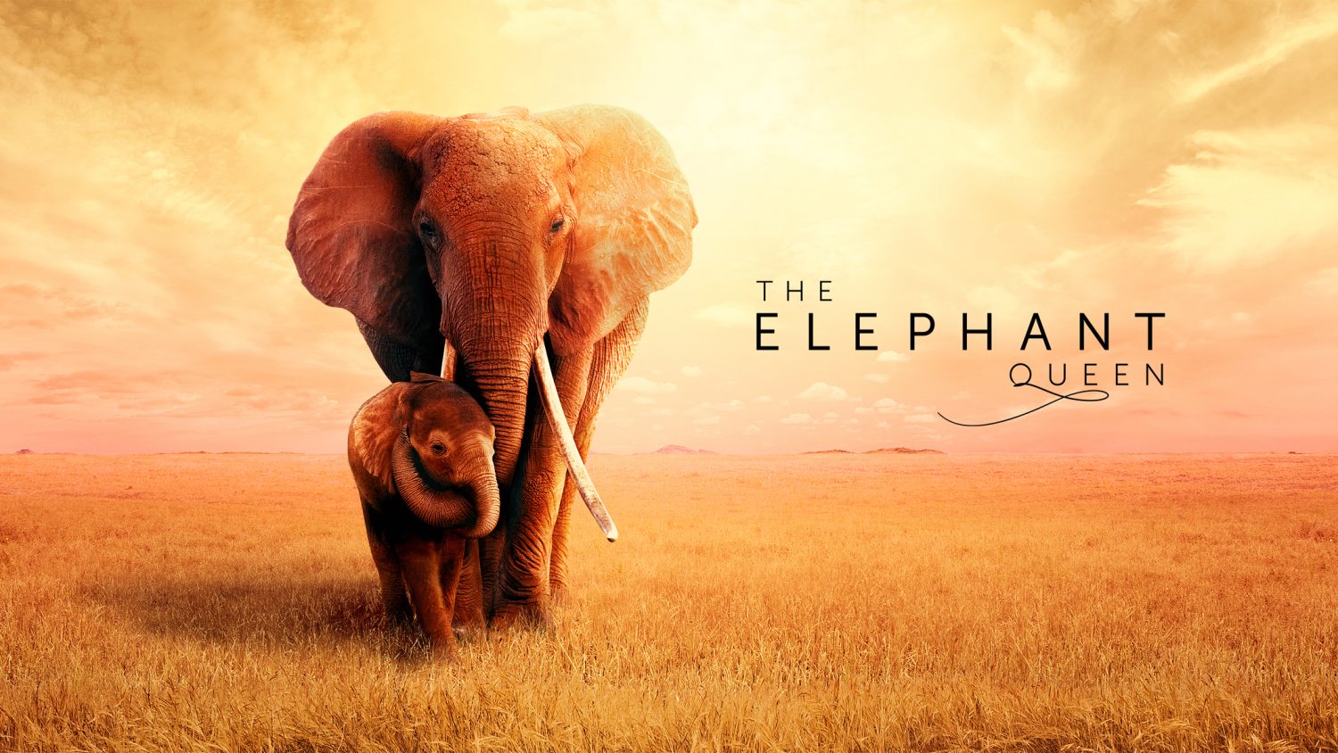 The Elephant Queen Apple TV Plus The Elephant Queen Apple TV Plus